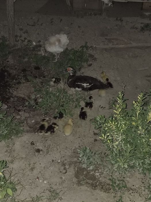 Indautka 11 ta jo'jalari bor 1 oylik bo'ldi sog'lom