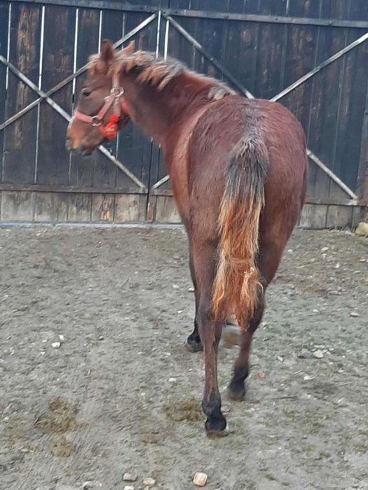 Vand sau schimb cu utilaje manza tanara 5-6 luni pret negociabil