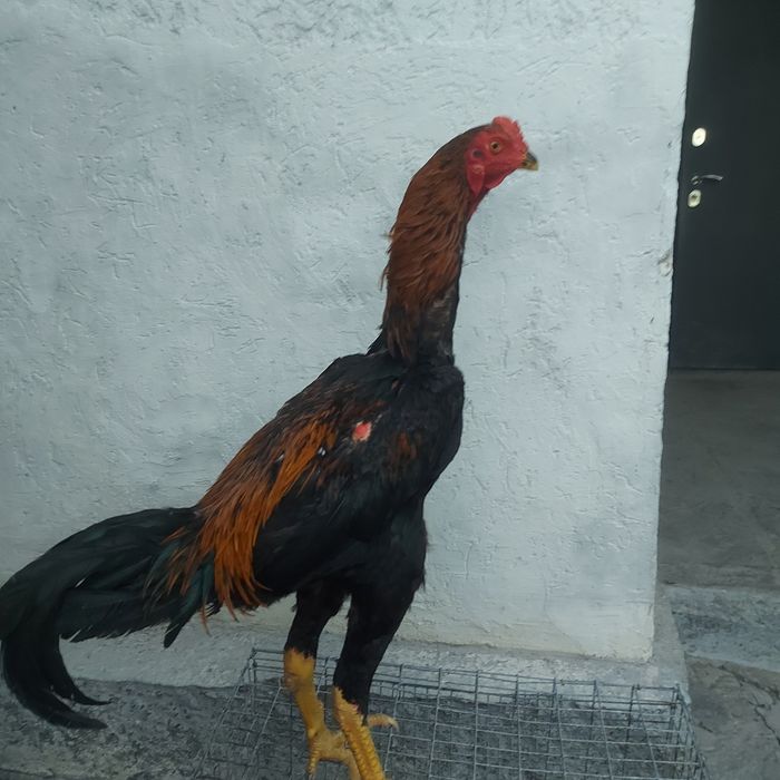 Джужа июнски крупный