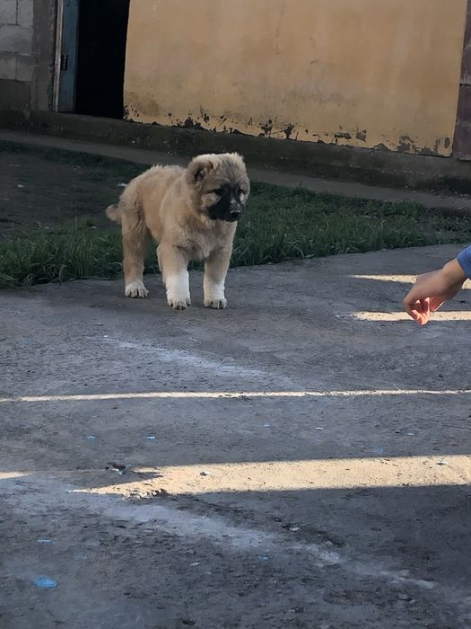 Скбака ит тобет