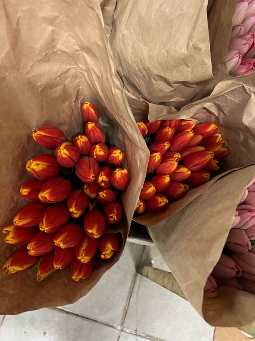 Продам голландские тюльпаны