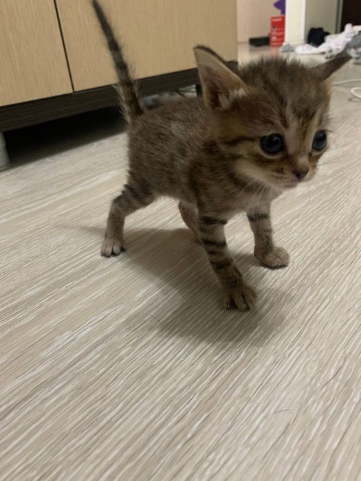 Отдам котят без породы