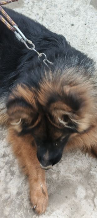 ИТ сотилади немецкая овчарка