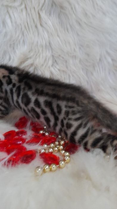 Продам бенгальских котят