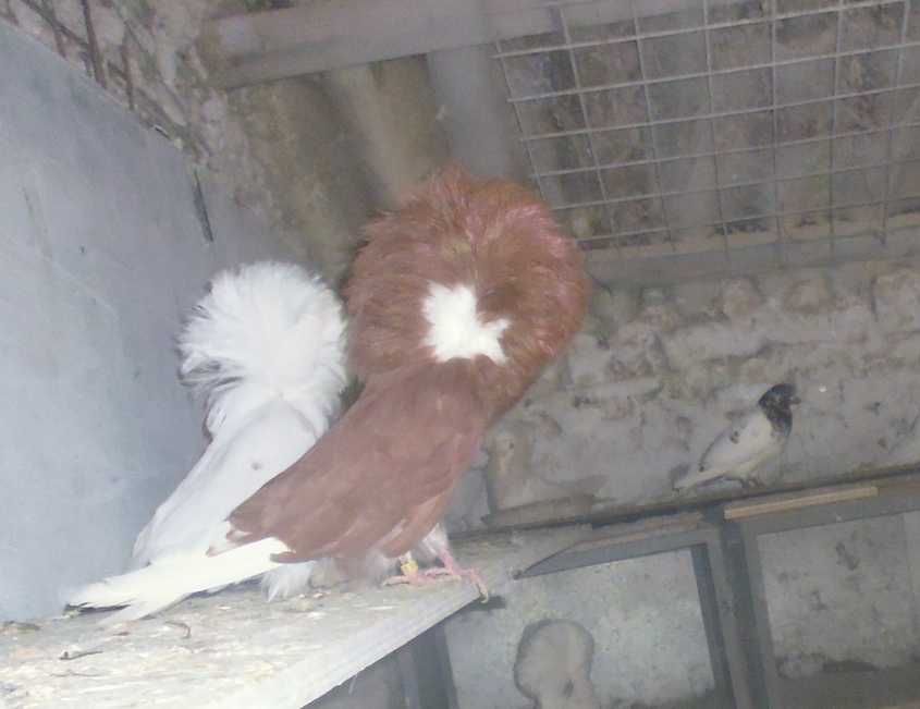 Porumbei Ornament (Maria Stuard)