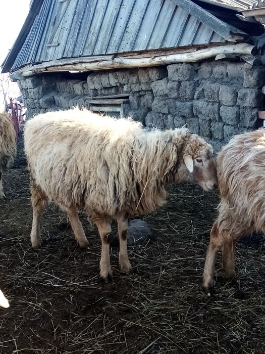 Продам барана производителя
