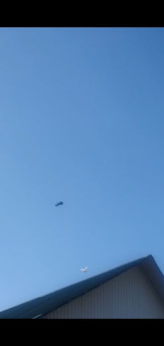 Продаётся   голуб