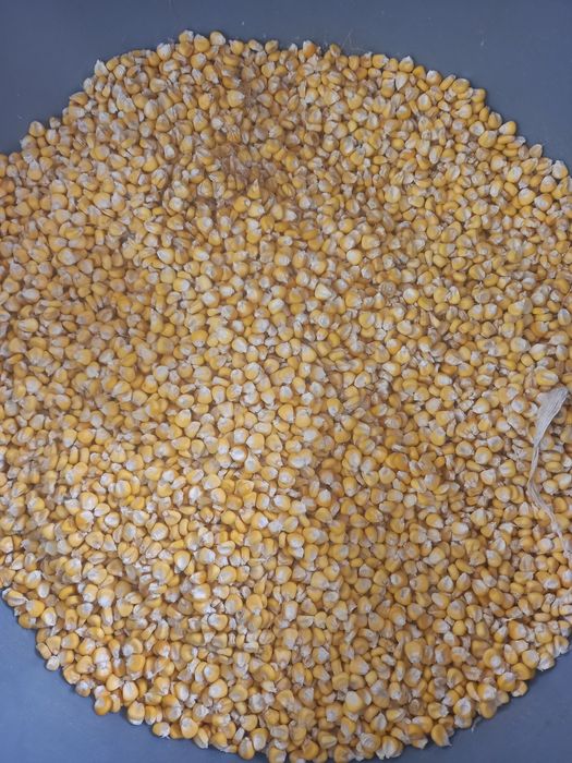 Продаётся семена корейской кукурузы сладкий кукуруза часики 70 дней хо