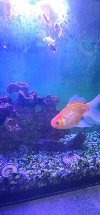 Продам аквариум с рыбами