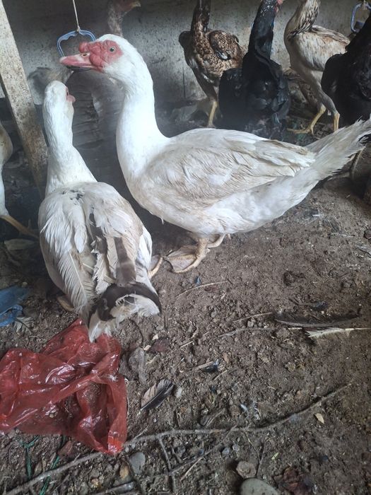 Индоутка қораздары. Обмен.