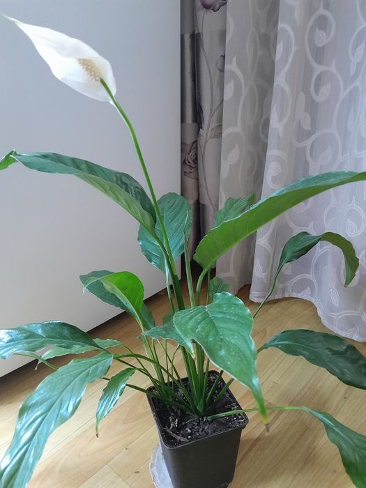 Продам цветок 2500