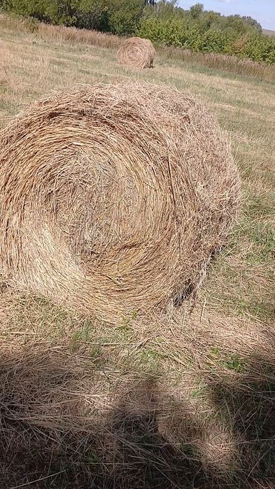 Продам сена в тюках