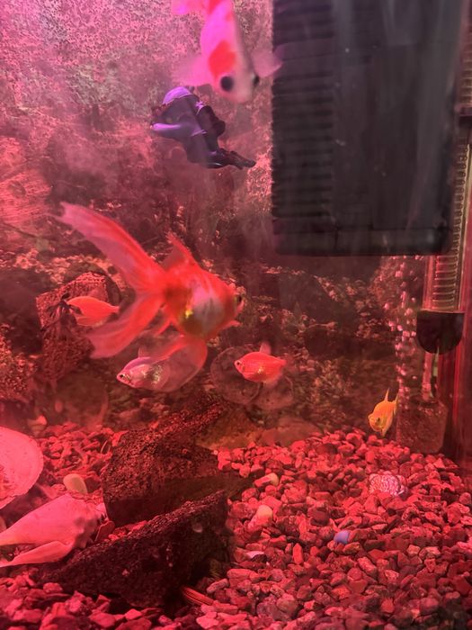 Рыбки аквариумные. Мирные Рыбы доллар, золотые для аквариума разные