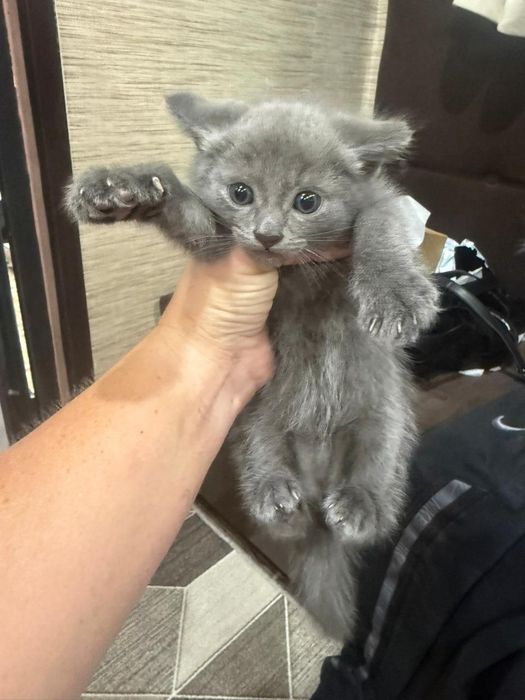 Отдам котёнка  бесплатно