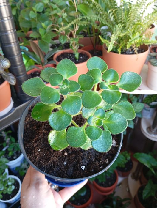 Продам комнатные растения