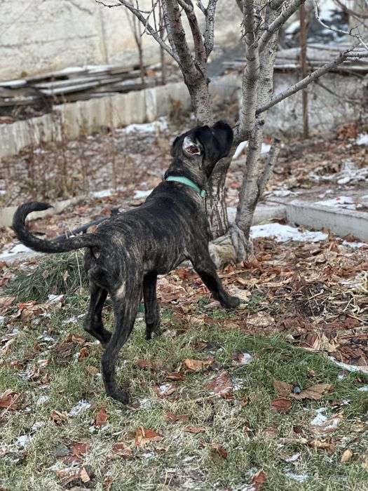 Продаем щенка Кане-Корсо