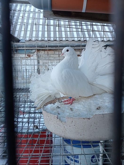 Голуби. павлины.