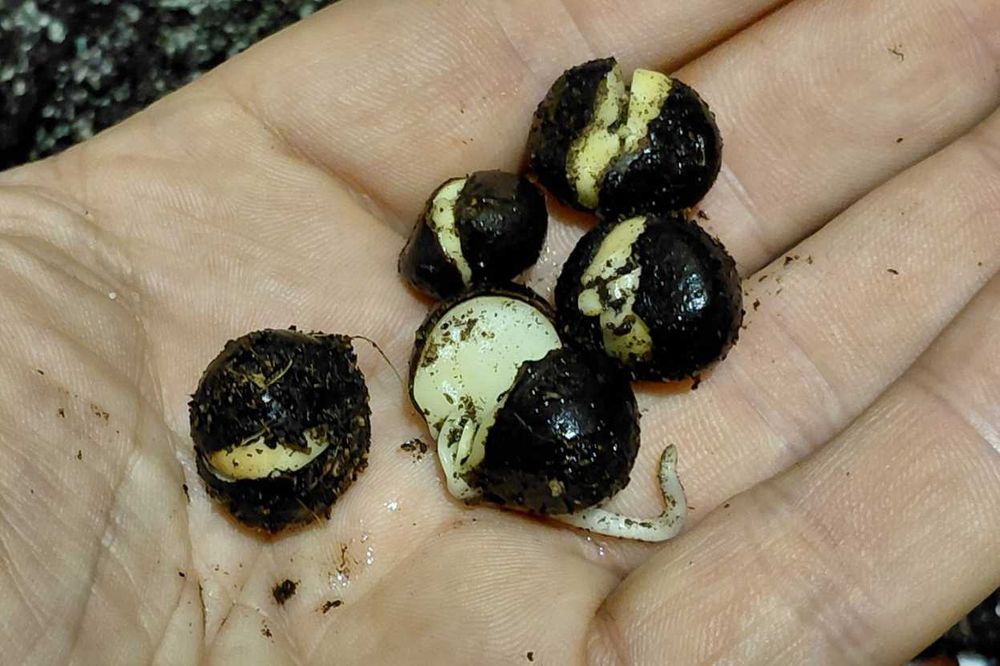 Семена на китайски чай Camellia sinensis - покълнали