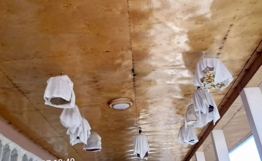 Ser sayroqi bedanalar Samarqand Bulungʻurda