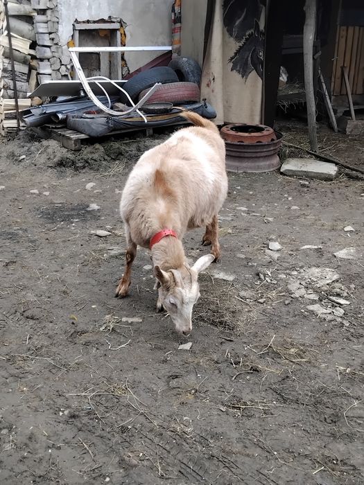 Vând capră metis sannen gestanta