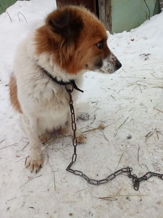 Отдам щенят даром