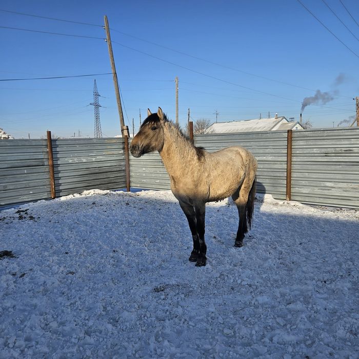 Продам лошадей с откорма.