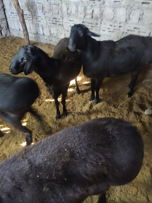 Aqiqaga qochqorlar sotiladi