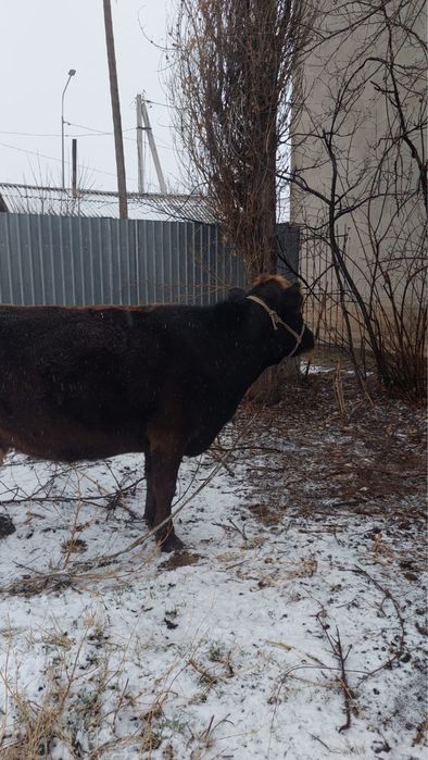 Корова пародистый