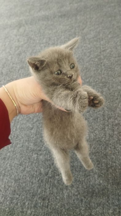 Mushuk bolalari sotiladi zotdor britanski strayt