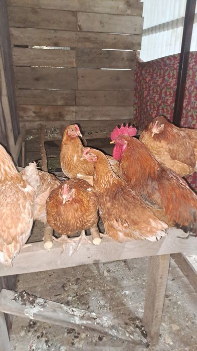 Куры молодые ломан браун