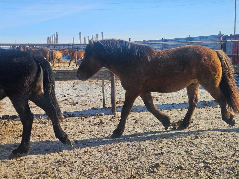 Продаются айгыры