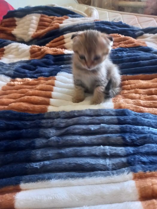 Котята вислоухие
