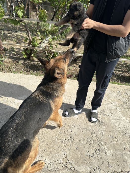 Күшік Неміс овчаркасы  сатылады