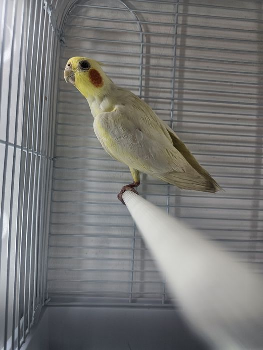 Продам попугая Карелла