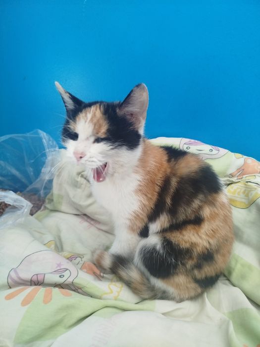 Отдам кошечку в добрые руки