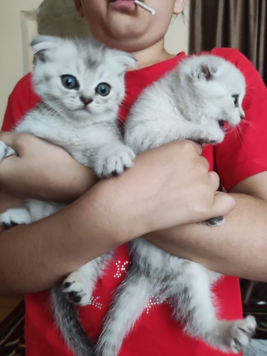 Продаются чистокровные котята