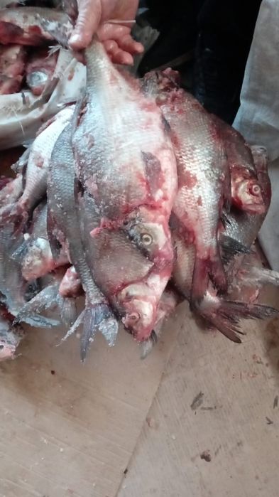 Рыба сазан,лещ-1200