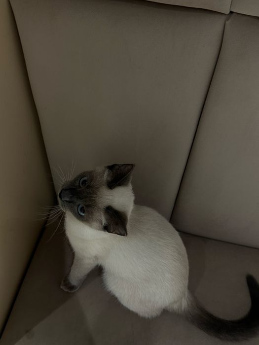 Сиамская кошка девочка