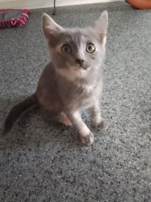 Отдам в добрые руки котенка (кошка)