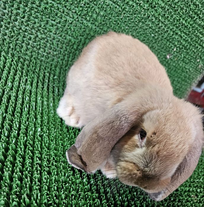 Berbec german / Urias de Transilvania