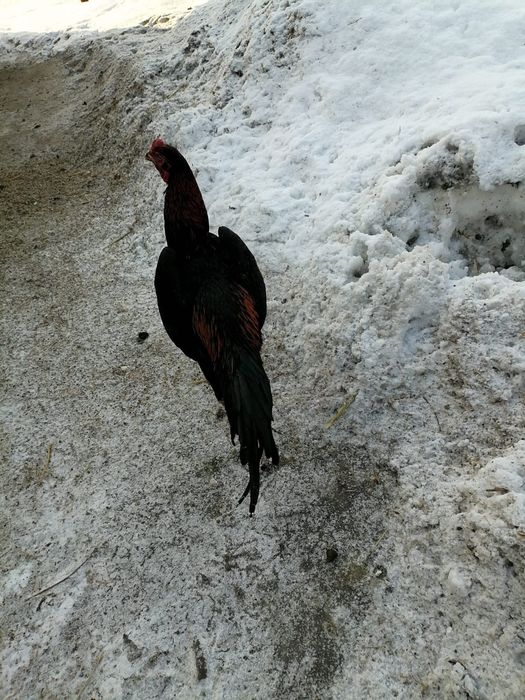 Продам петуха дакан