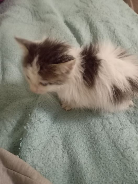 Котик в добрые руки