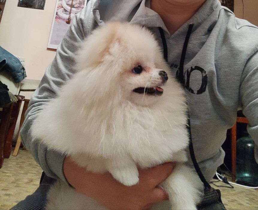 Продам померанского шпица
