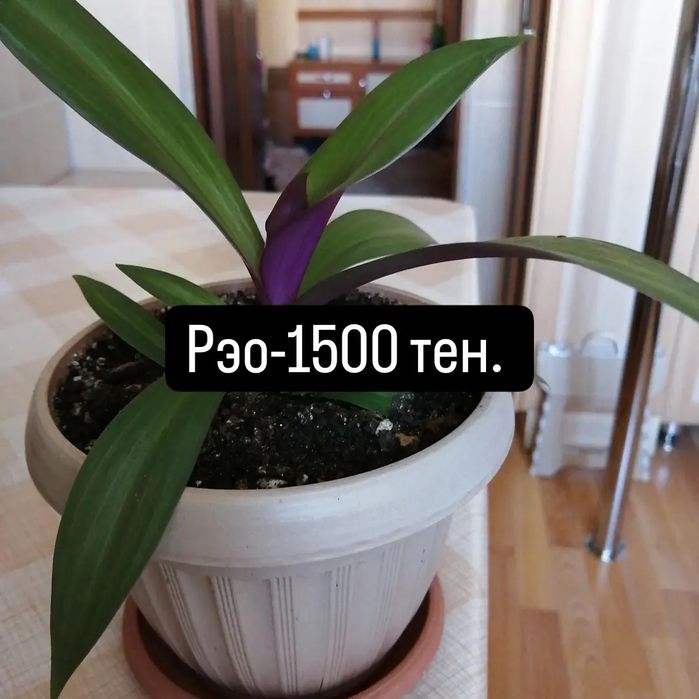 Продам комнатные цветы.