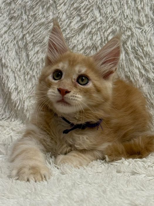 Котята мейнкун. Документы