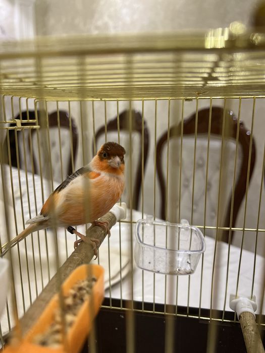 Kanareyka Nar mazayka ola cipor