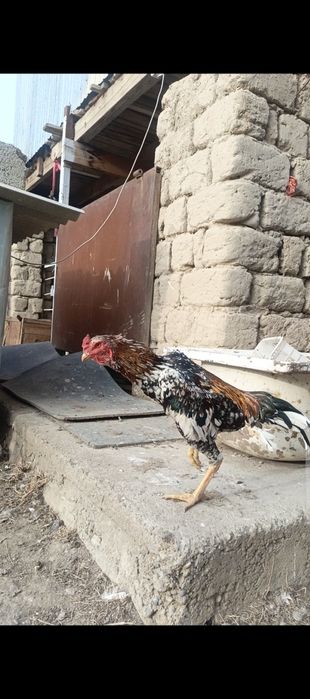 Продам молодого бойцового петушка