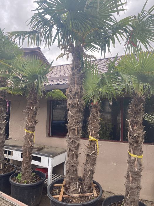 Vand palmier 2 trunchiuri