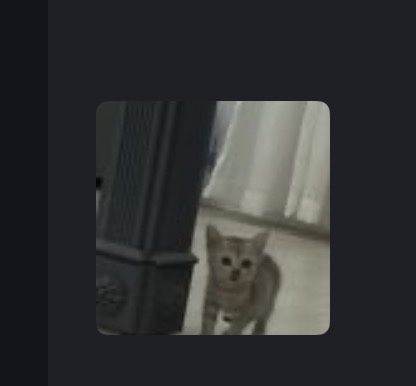 котенок 3 месяца