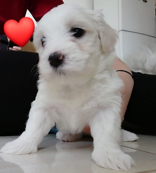 Pui bichon maltez